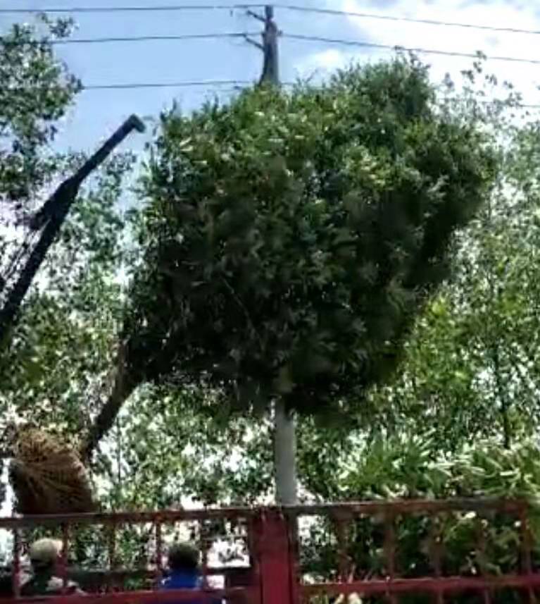 椤木石楠 马龙苗圃种植大量椤木石楠品相好,价格优会欢迎采购