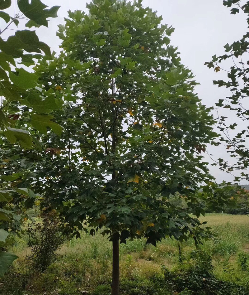 供应马褂木 杂交马褂木鹅掌楸基地直销-南京市浦口区八零后苗圃场-首