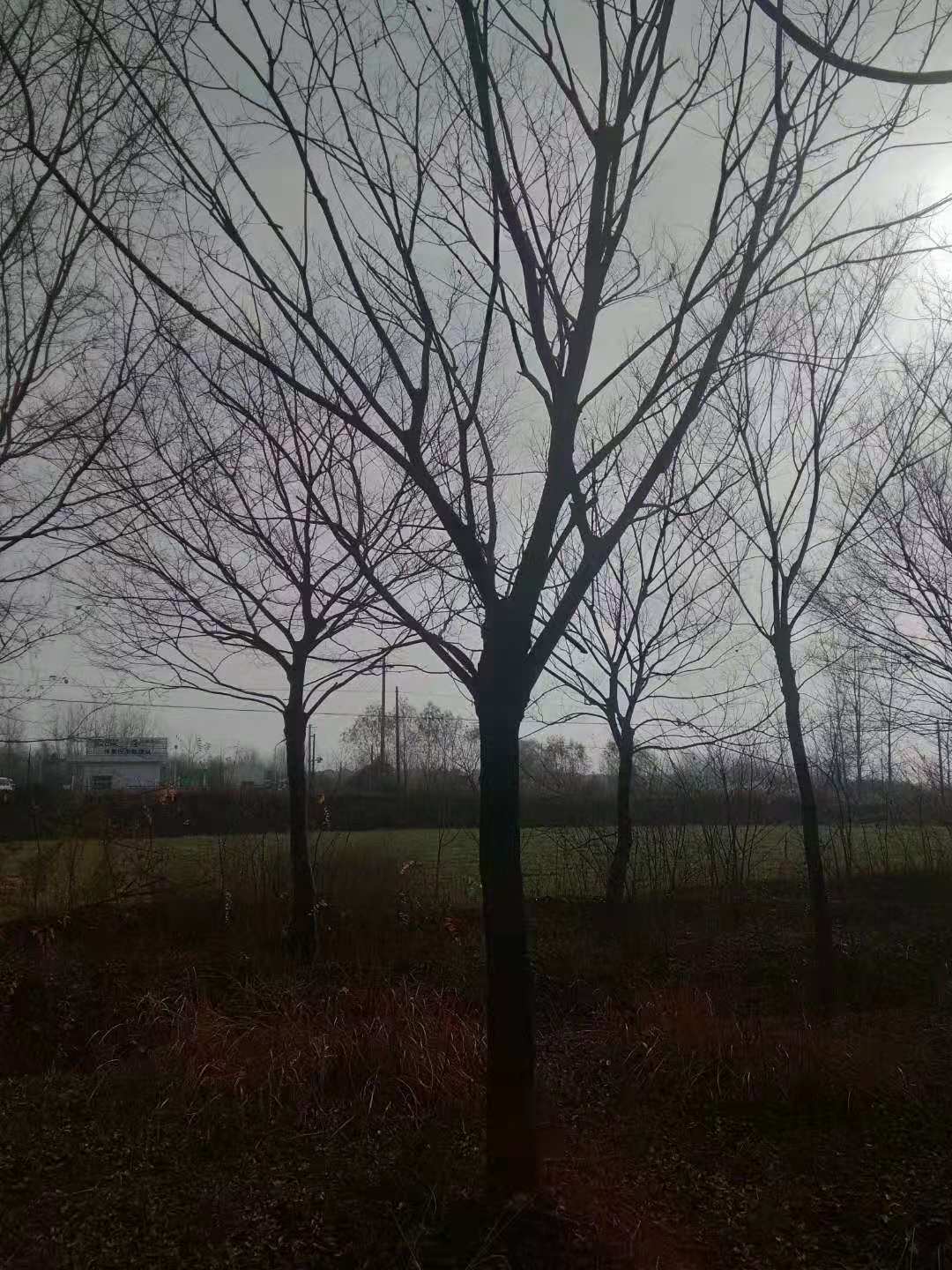 原生冠幅朴树12公分13公分14公分价格多少钱包车与土球大小简单介绍