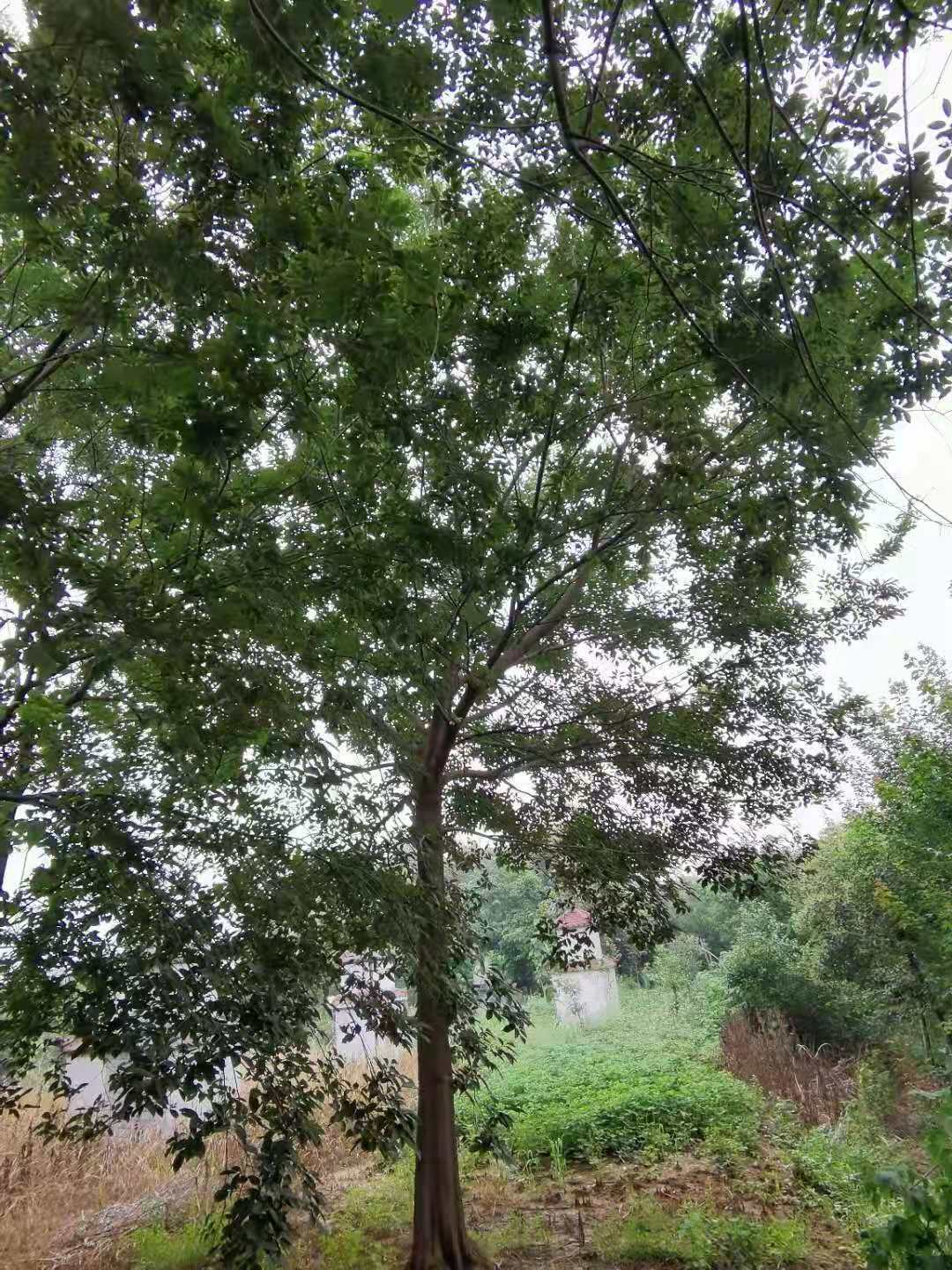 原生冠幅朴树12公分13公分14公分价格多少钱包车与土球大小简单介绍