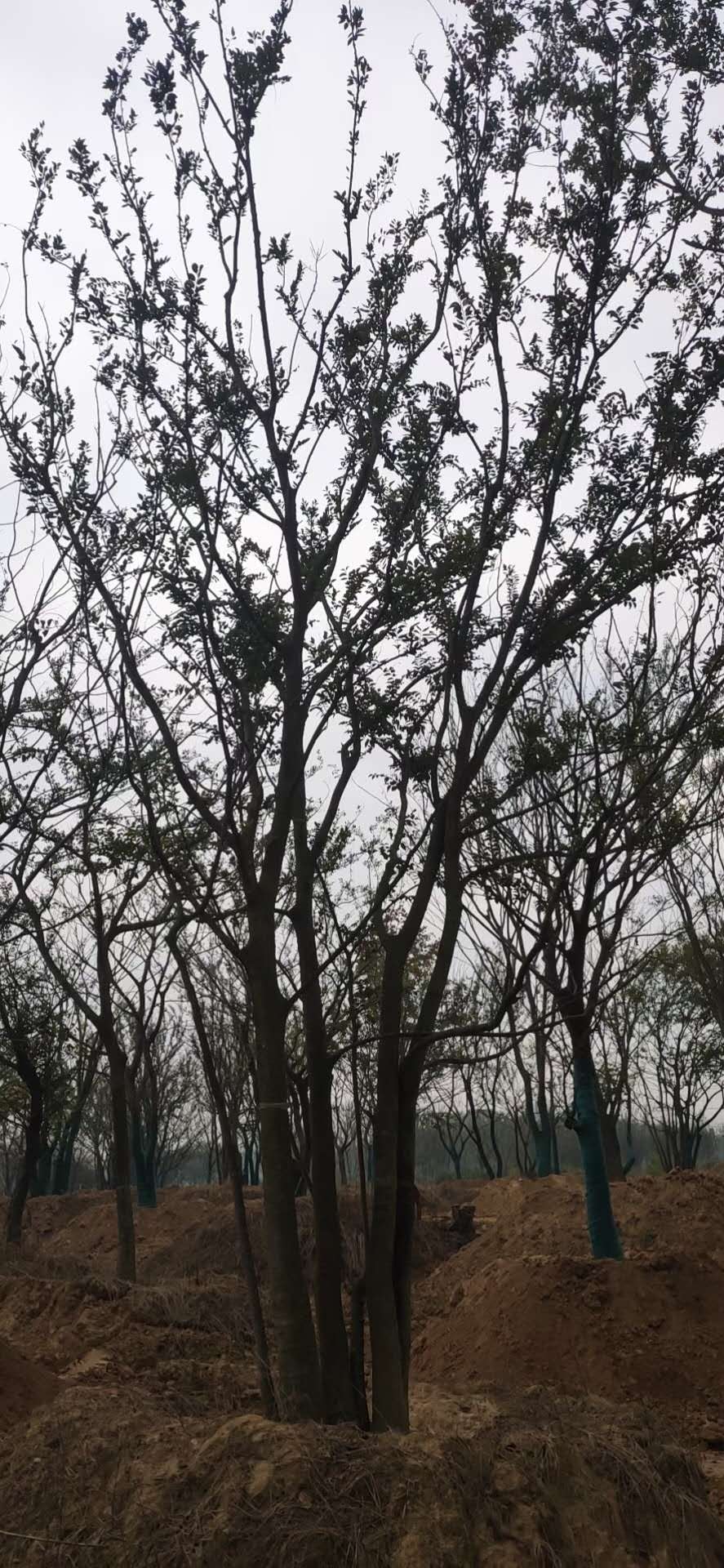 超大规格丛生朴树100公分110公分120公分丛生朴树的价格与修剪管理