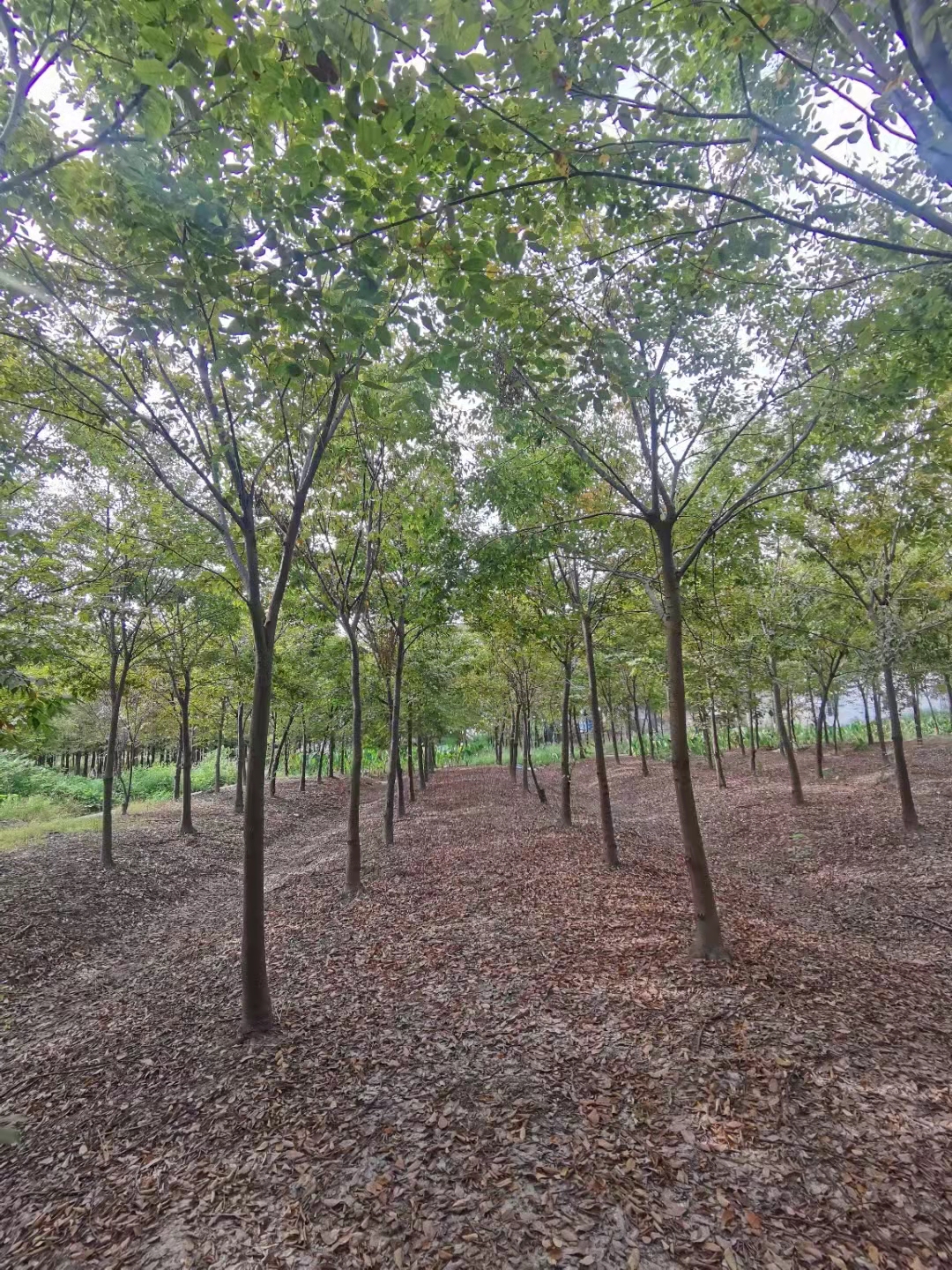 销量较好的榉树规格12公分13公分14公分用量大价格公道