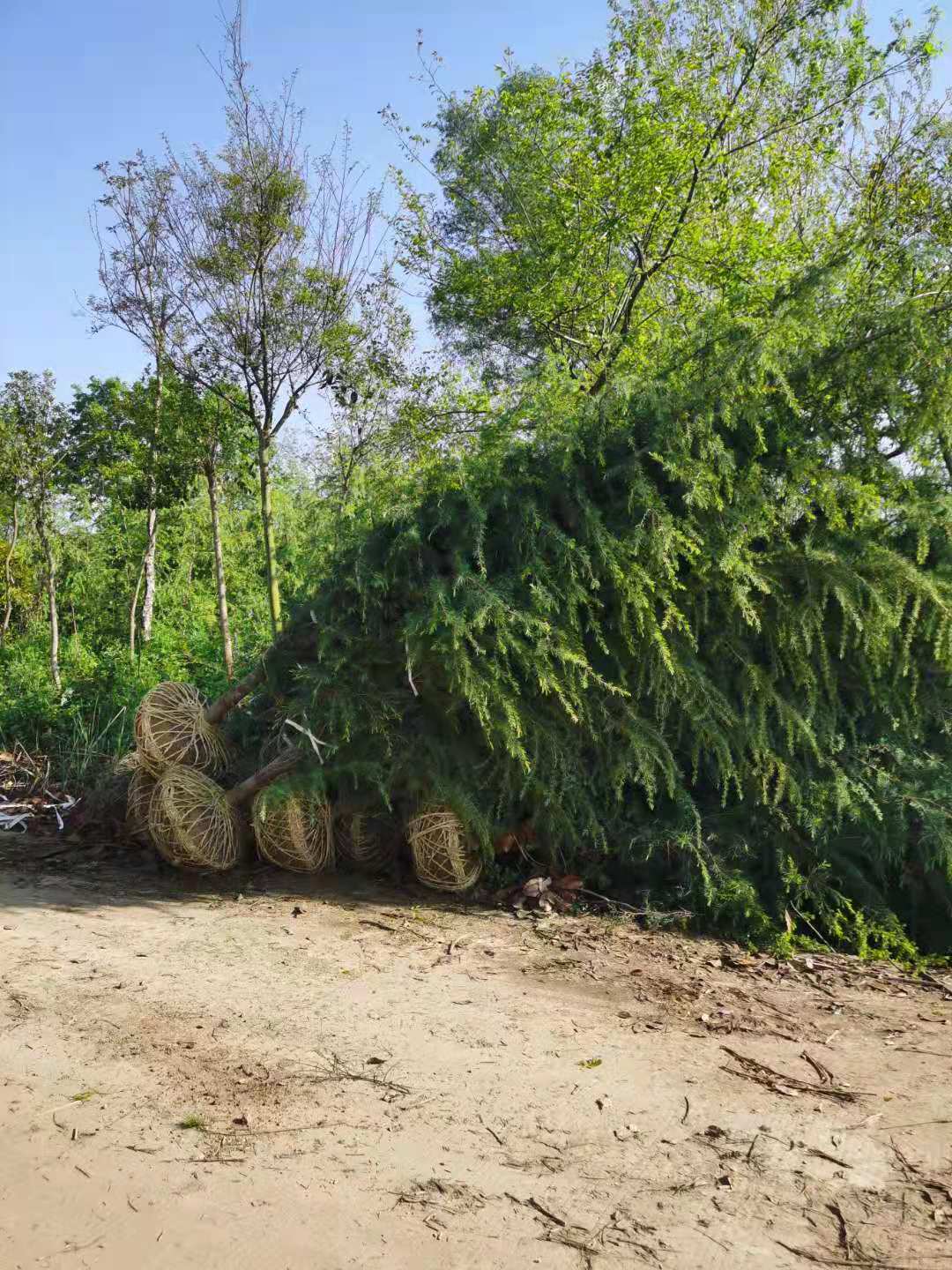 雪松基地7米8米雪松价格产地江苏南京