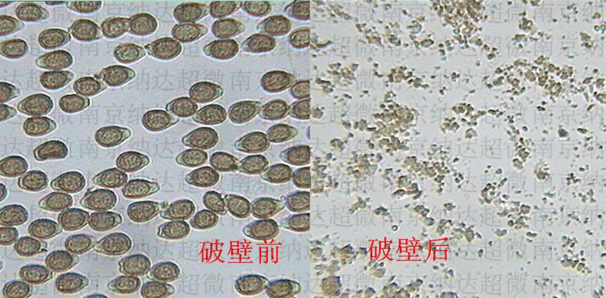 高校科技成果 双辊破壁机 灵芝孢子粉破壁机 破壁率99% 碾压式破壁机