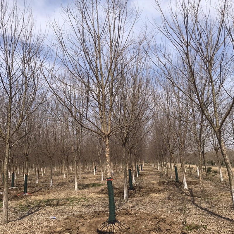 三角枫 10公分三角枫350元上车价 3-18公分三角枫撒量直销