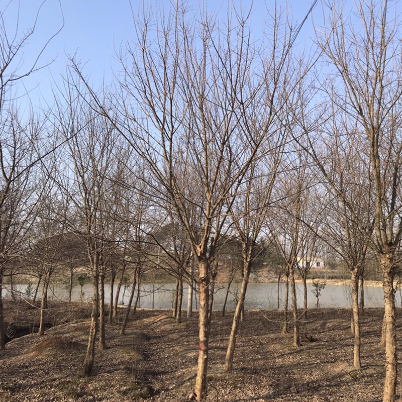 三角枫 10公分三角枫350元上车价 3-18公分三角枫撒量直销