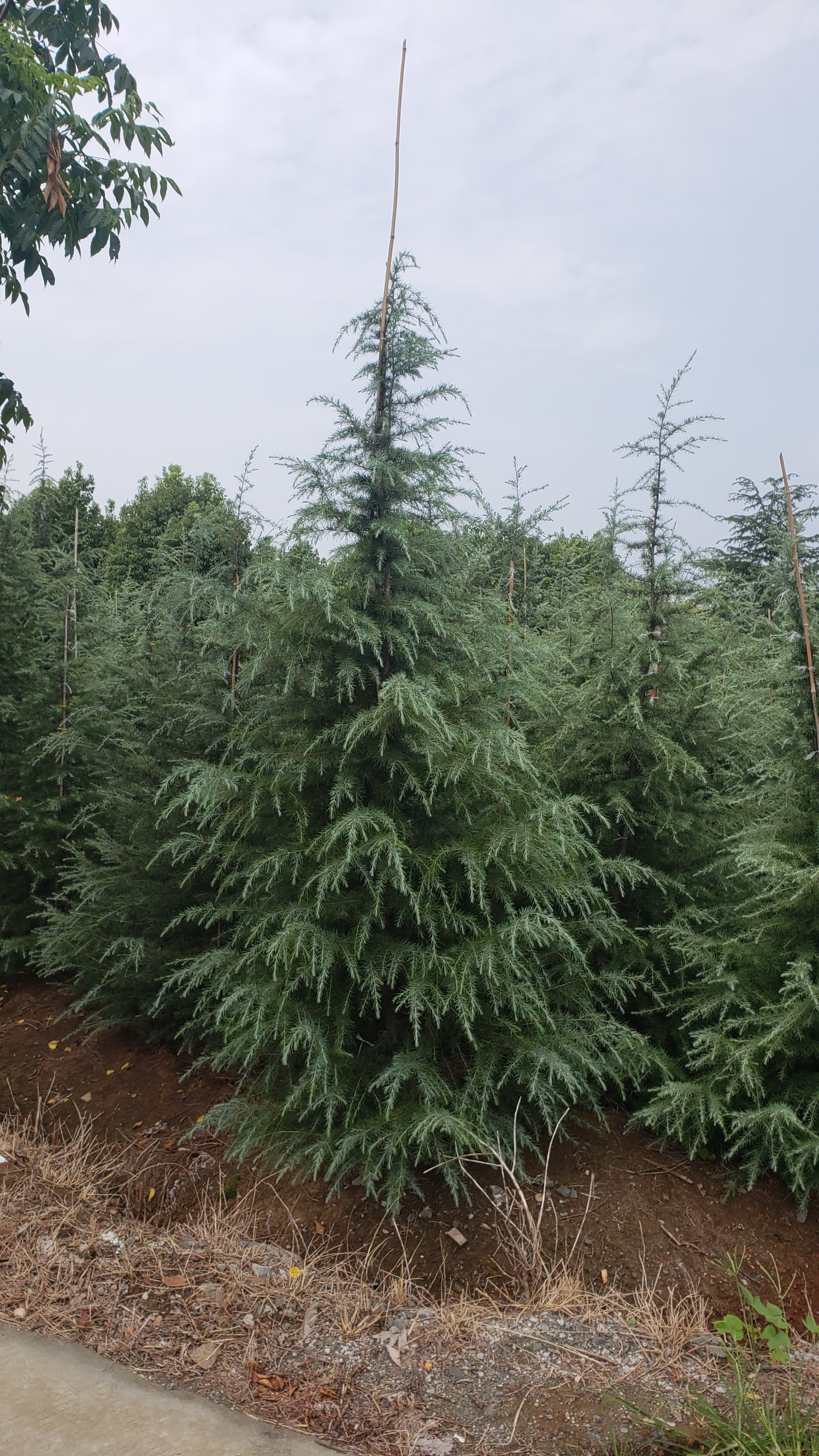 3米雪松价格50元今年小雪松价格13米雪松大量批发雪松基地批发