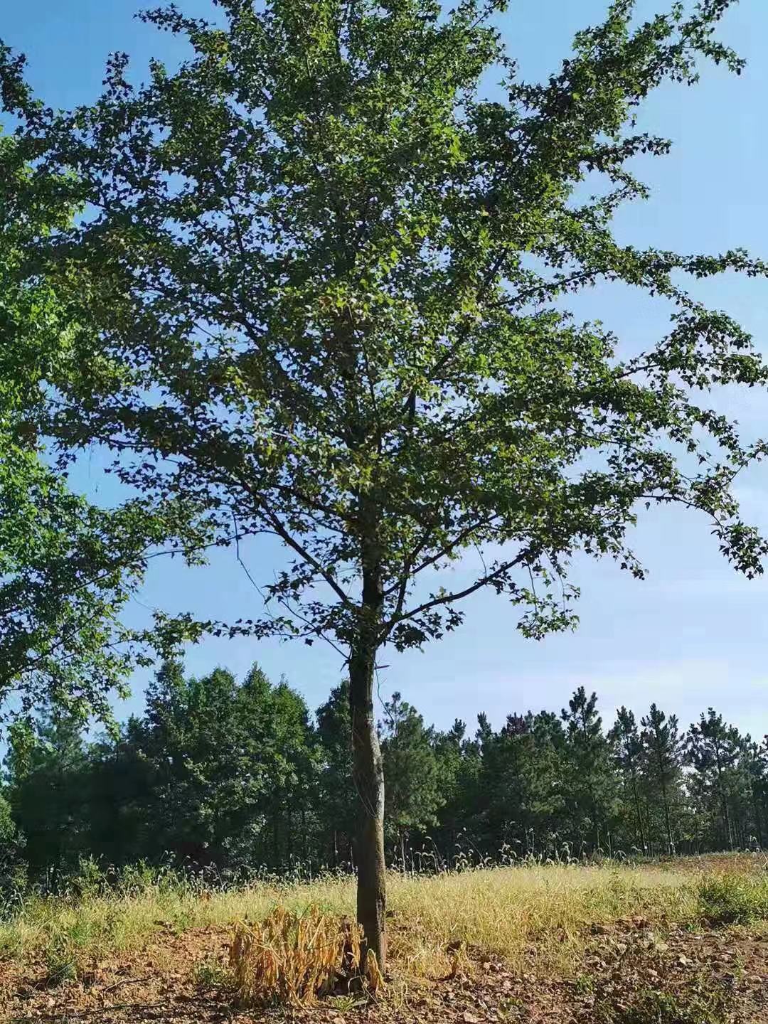 枫香树苗价格(枫香树苗价格表)