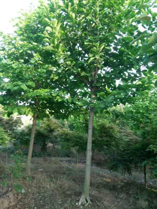 南京玉兰苗圃场直发 广玉兰苗木 白玉兰苗木