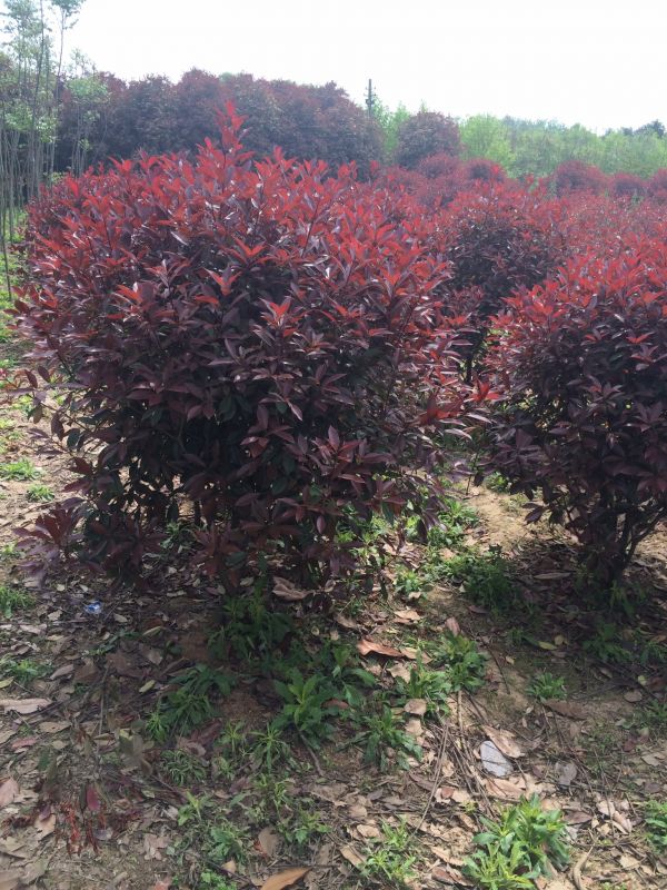 胸径8公分红叶石楠150元上车8公分9公分10公分高杆红叶石楠产地抛售
