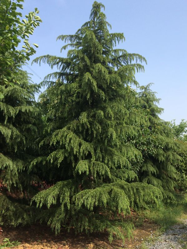 供应10米雪松价格4000元起上车 南京大规格雪松批发 8米雪松 9米雪松