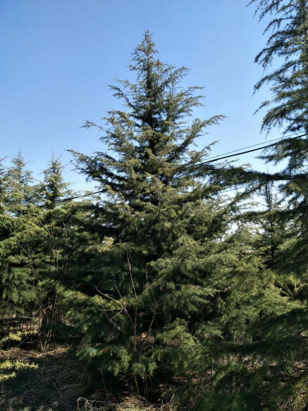 10米雪松价格4000元起上车南京大规格雪松批发8米雪松9米雪松价格雪松