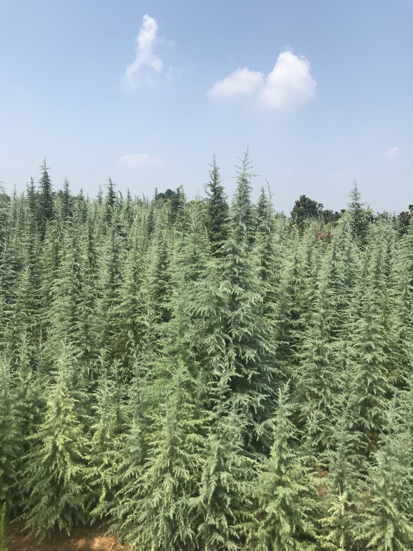 1米雪松价格3元--3.