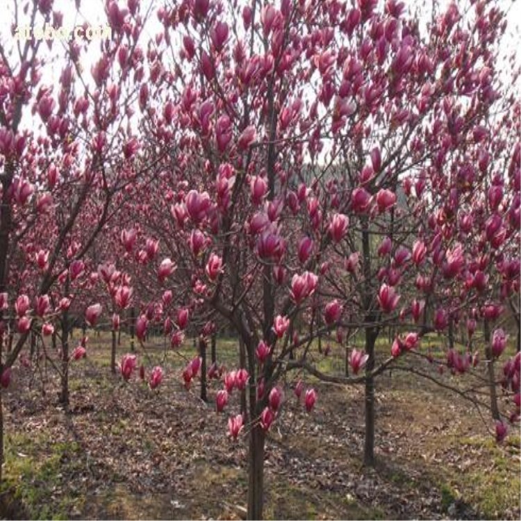 紫玉兰苗圃 白玉兰苗圃 广玉兰苗圃 南方玉兰苗圃场现场直发