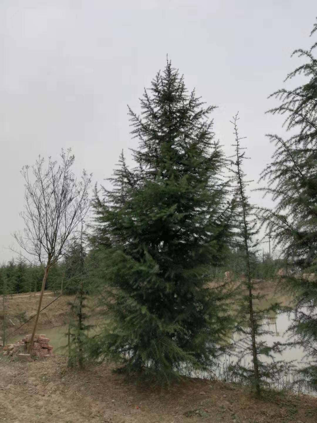 冠幅2米雪松价格 冠幅3米雪松价格 冠幅4米雪松价格 冠幅5米雪松价格