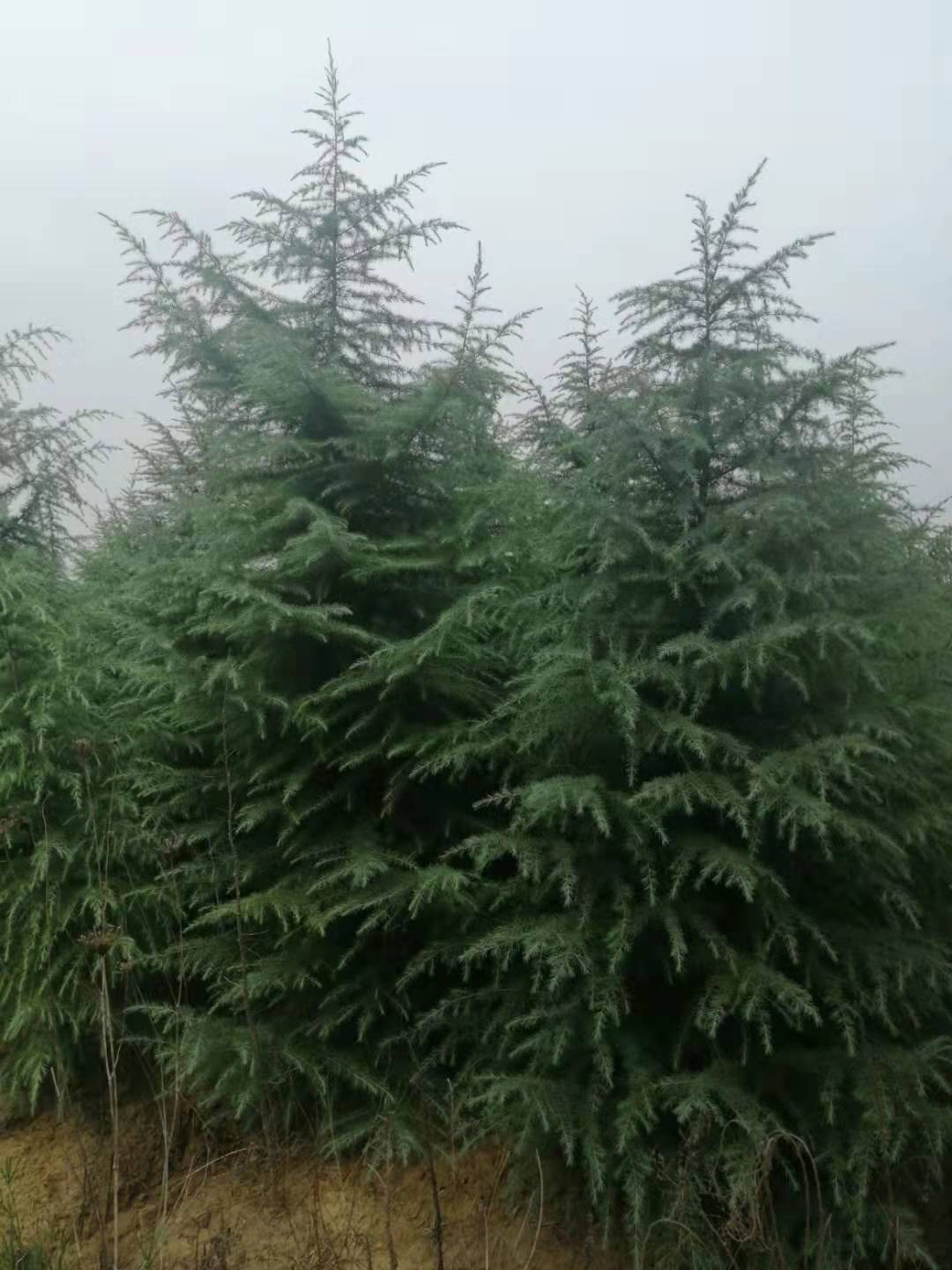 冠幅2米雪松价格 冠幅3米雪松价格 冠幅4米雪松价格 冠幅5米雪松价格