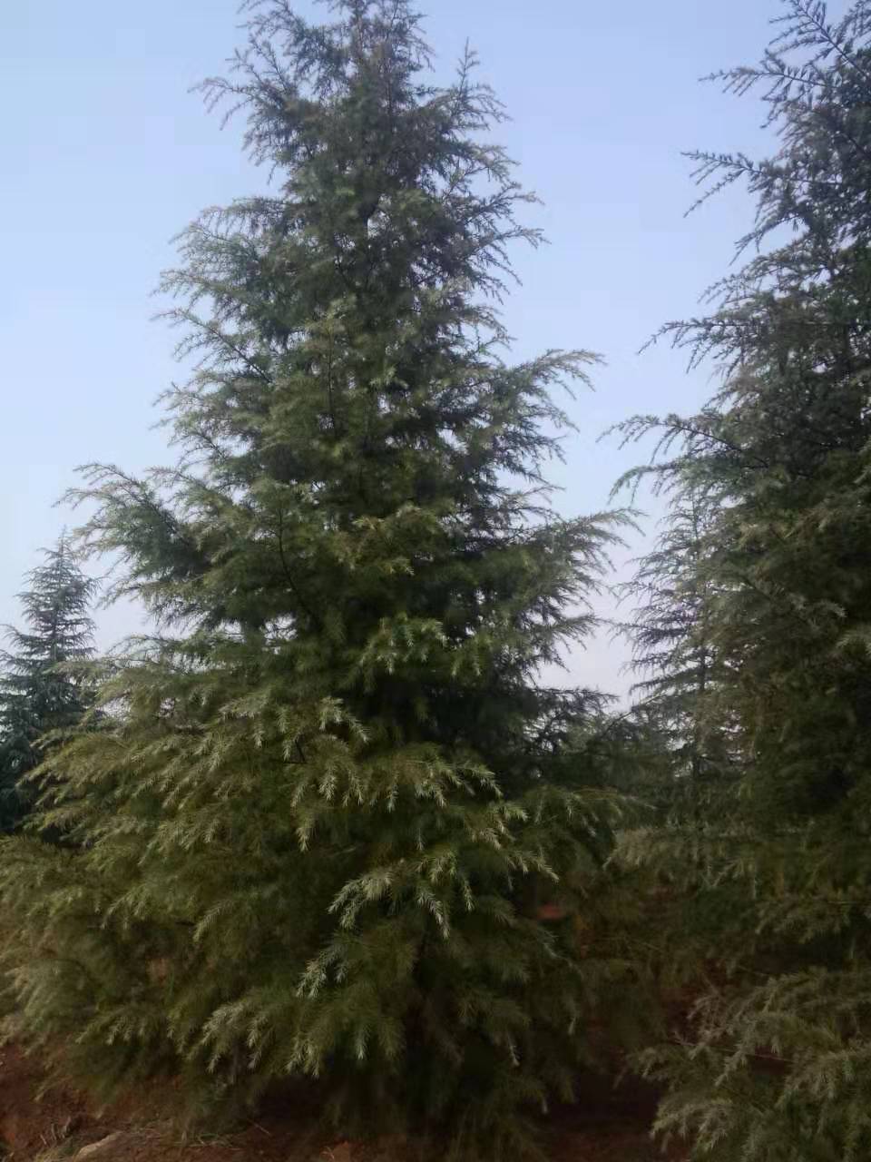 15米雪松价格冠幅15米雪松价格冠幅15米雪松价格冠幅15米雪松