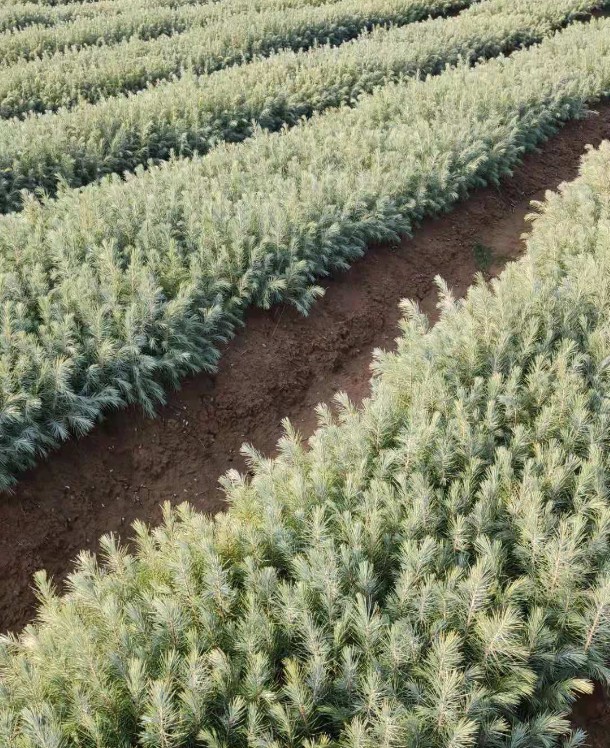 优质雪松小苗雪松小苗价格南京雪松小苗存活率高的雪松小苗