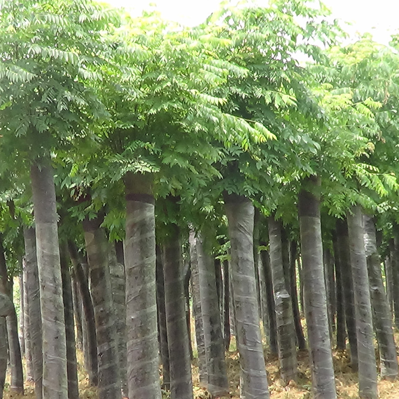 栾树11.jpg