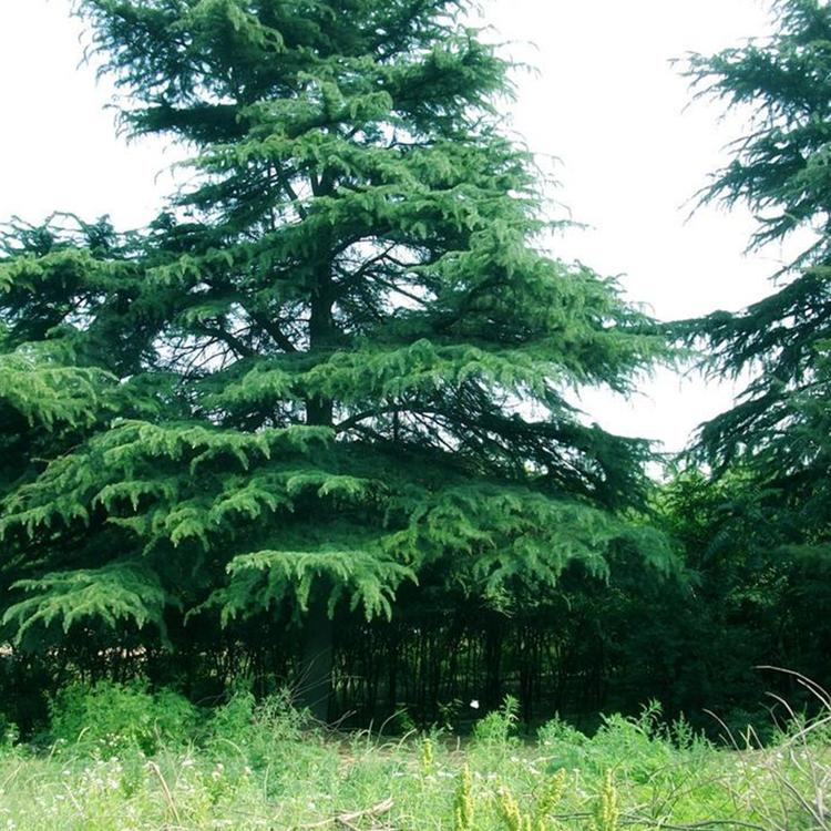 南京市浦口区宝林苗圃场