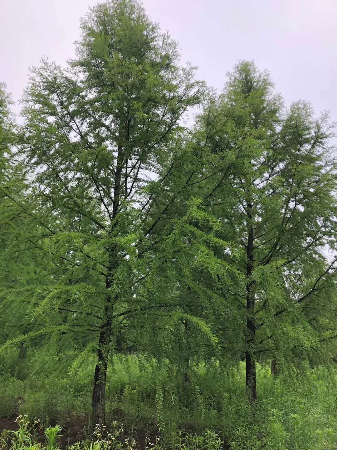 南京伟浩园林有限公司