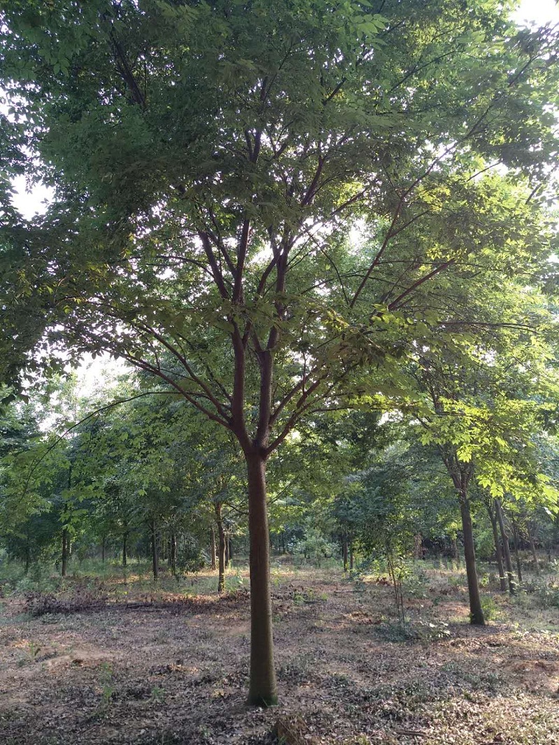 榉树价格 南京榉树批发 榉树销售基地  厂家直销 价格优惠  耐寒抗风