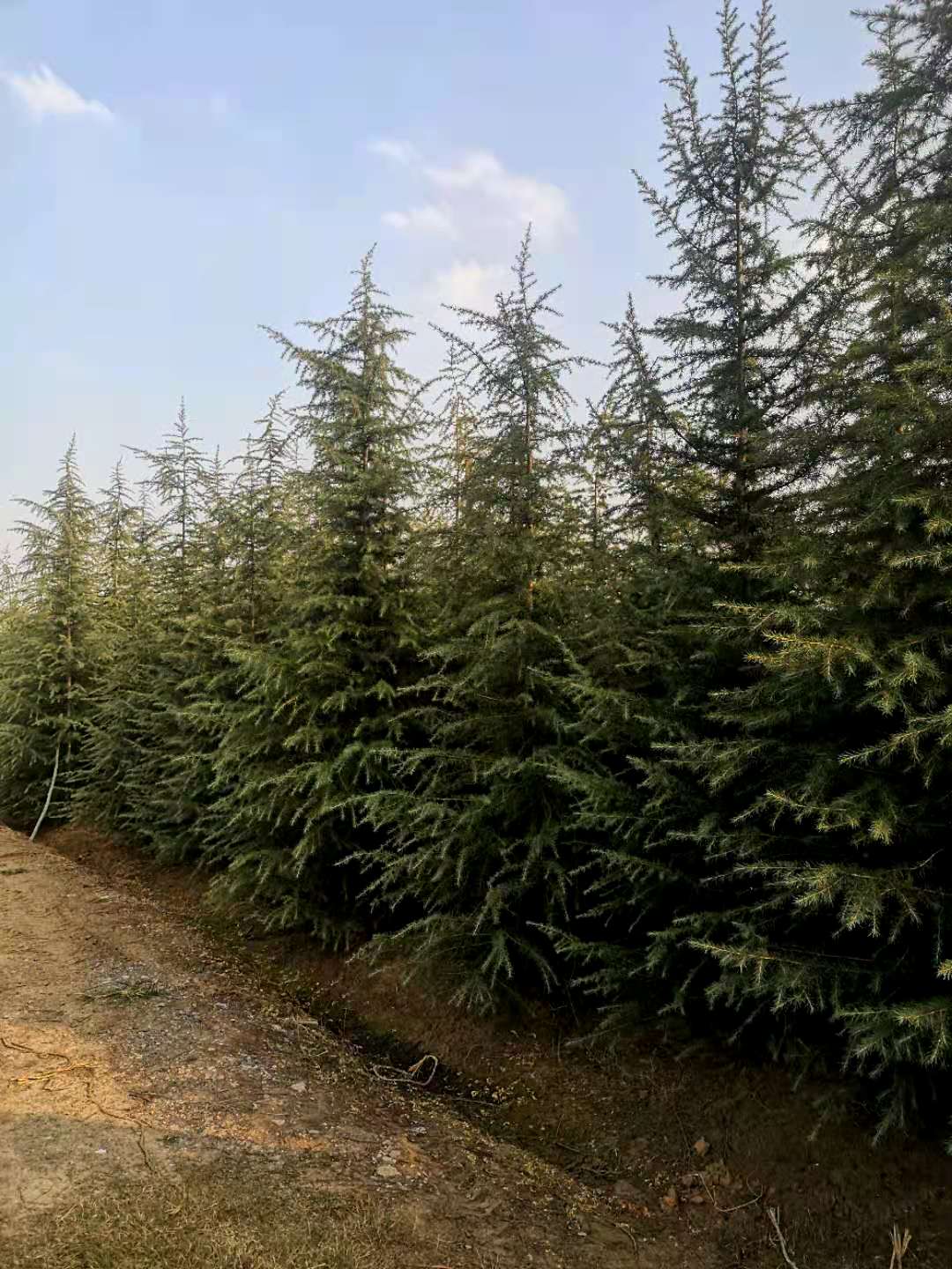 4米雪松 4米雪松批发 4米雪松基地 南京雪松基地 南京雪松批发