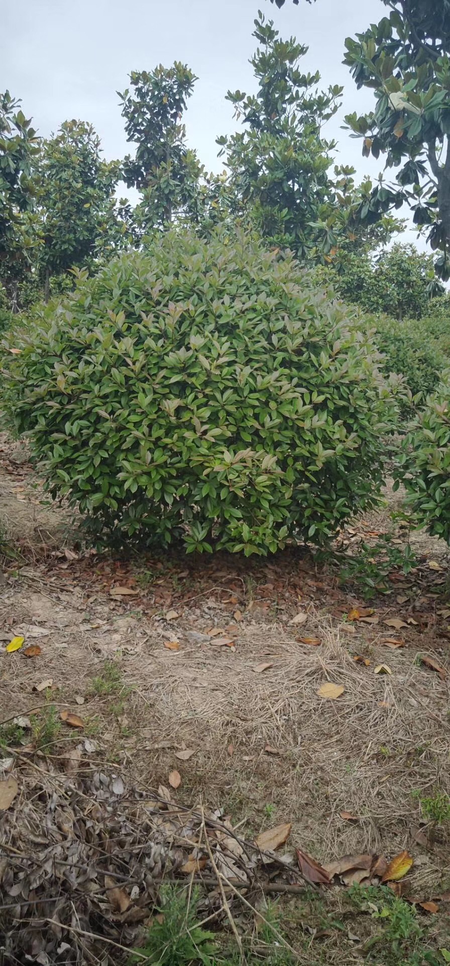 红叶石楠球生产基地