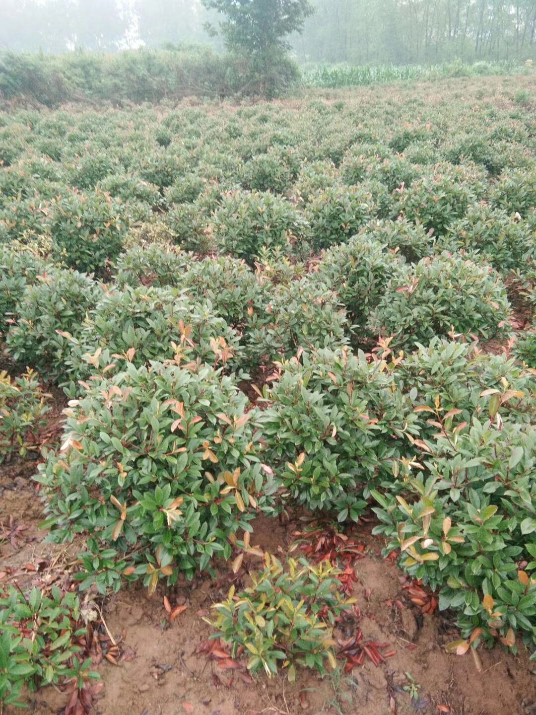 1米冠红叶石楠球批发