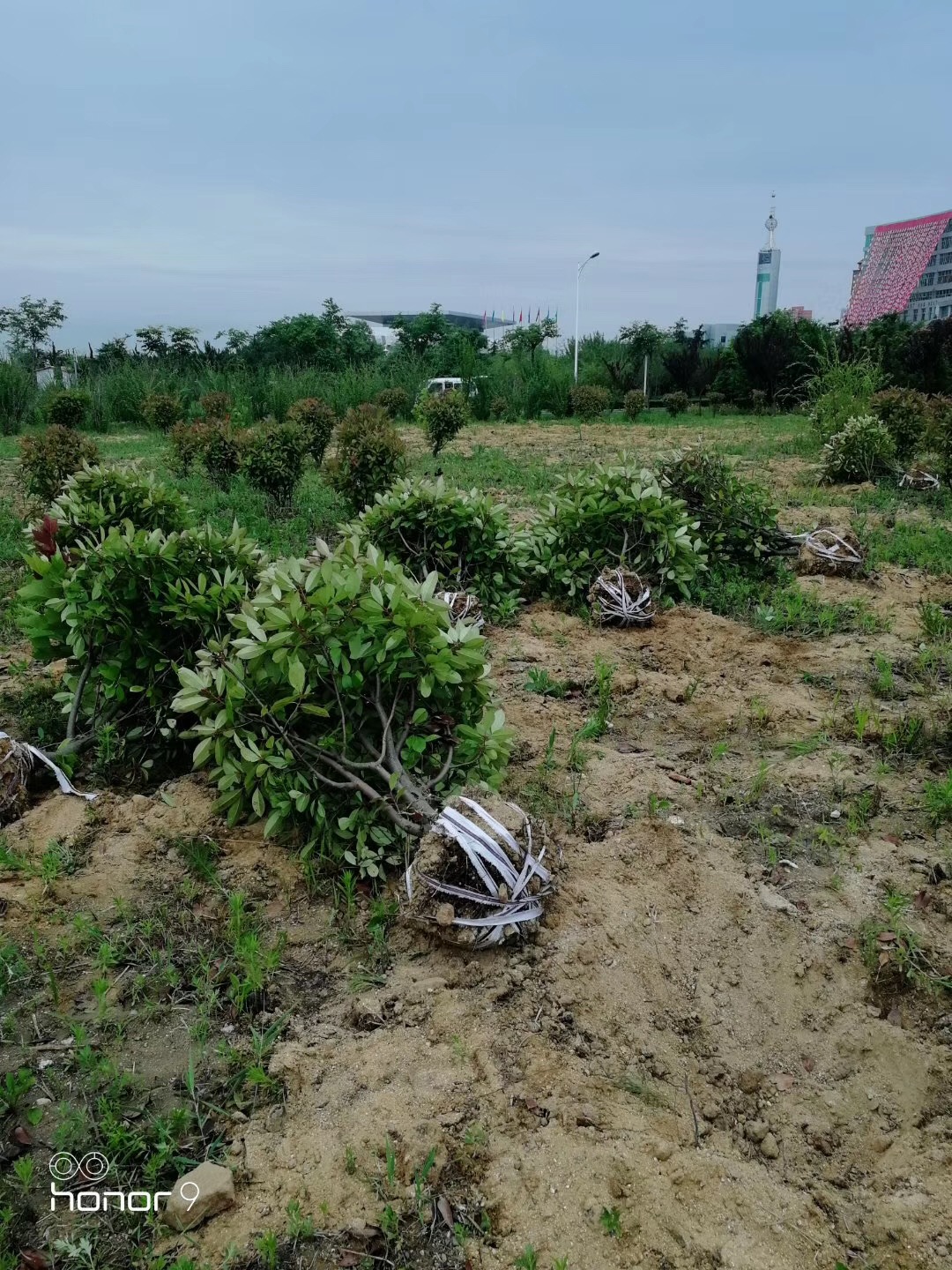 1米冠红叶石楠球批发价格