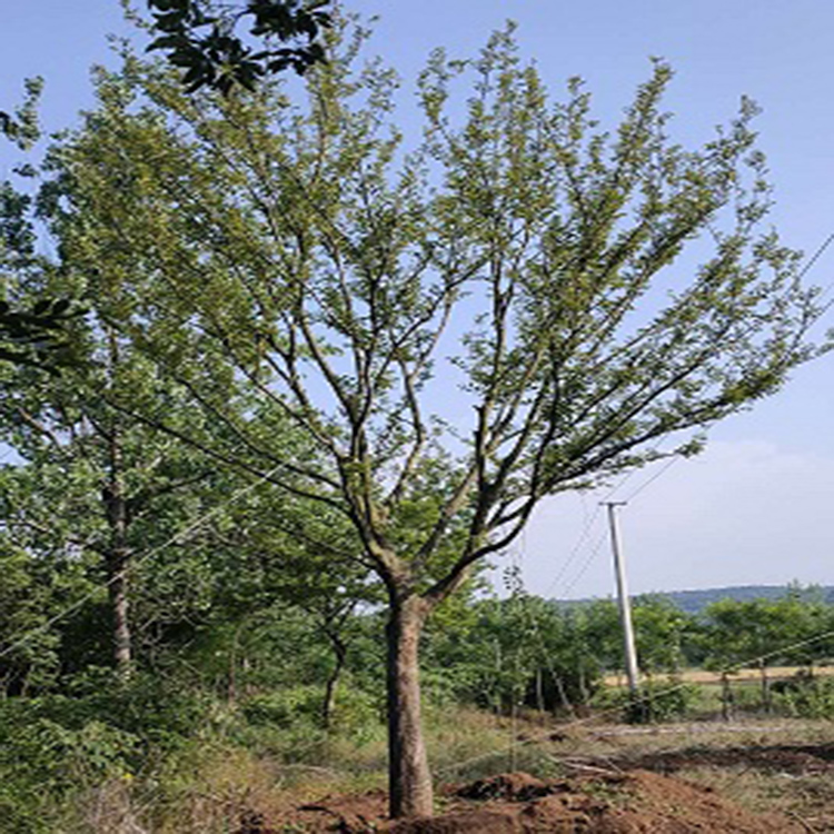 1609160529708235.jpg