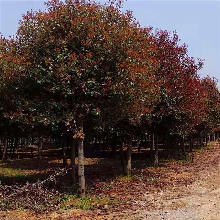 1609163182343929.jpg 1609163182343929.jpg