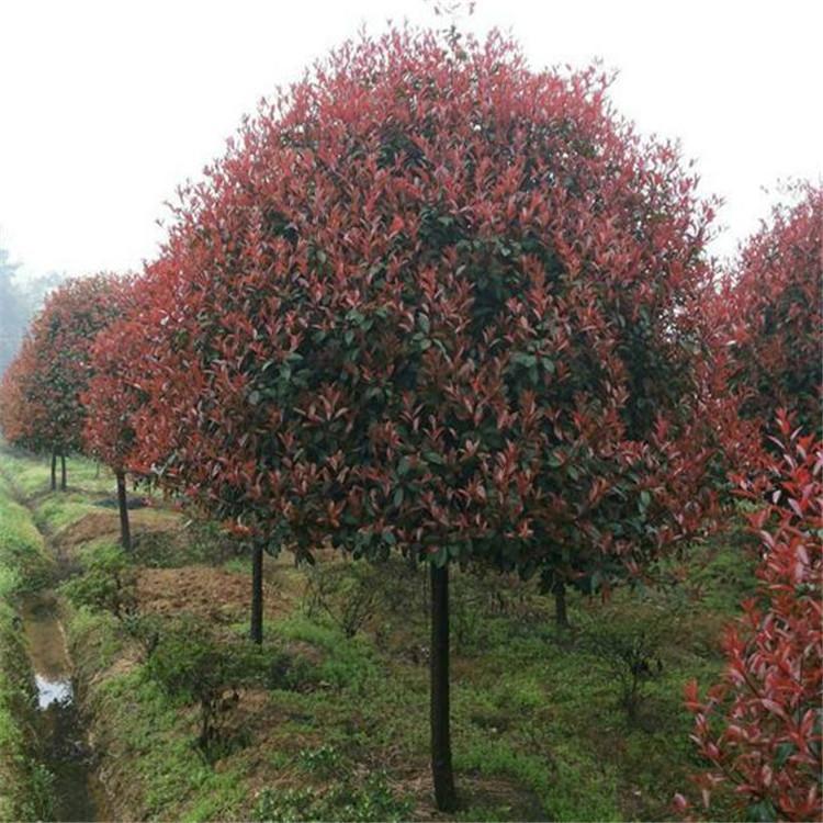 1609163182833517.jpg 1609163182833517.jpg