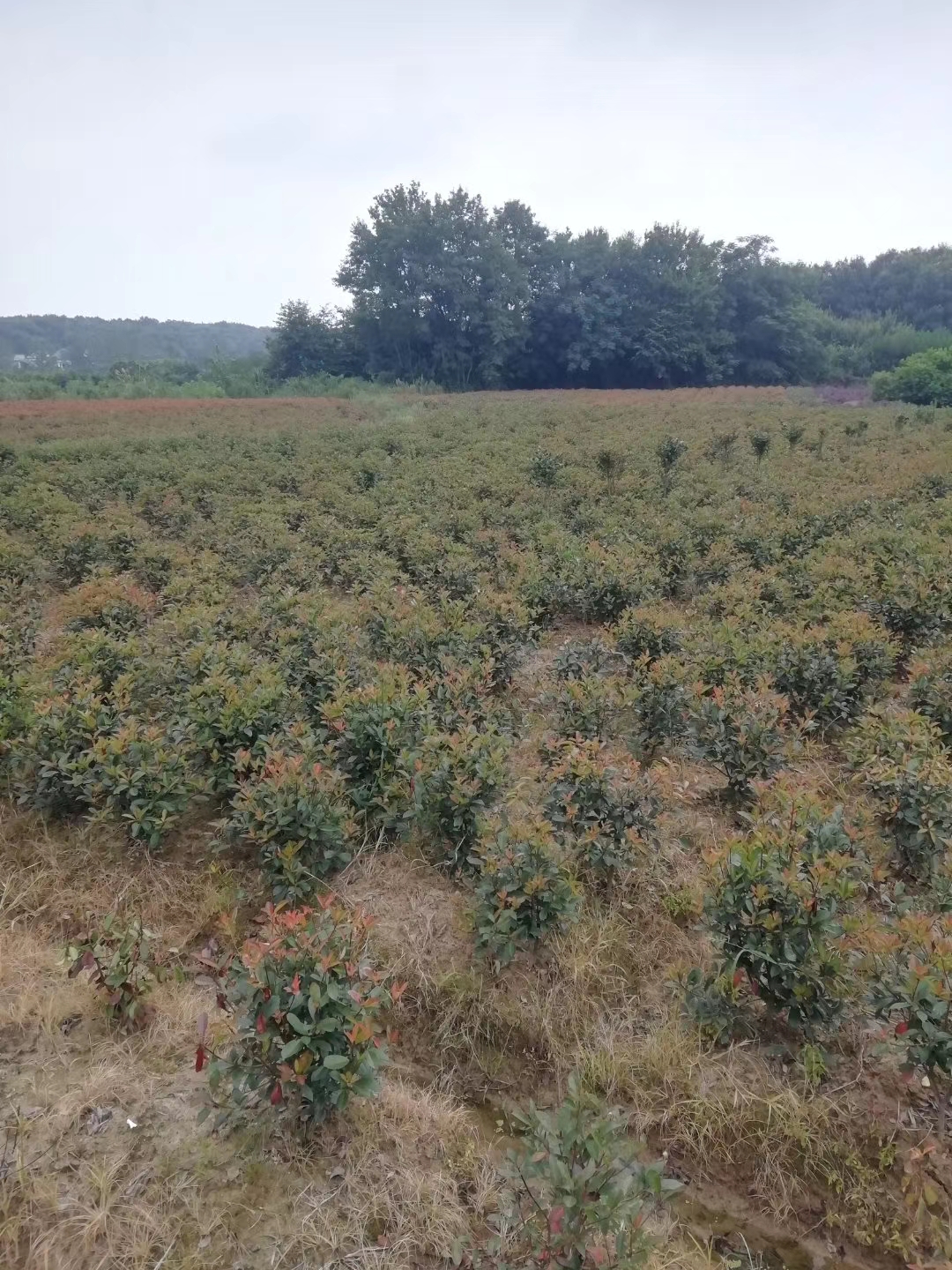 1米冠红叶石楠球批发价格