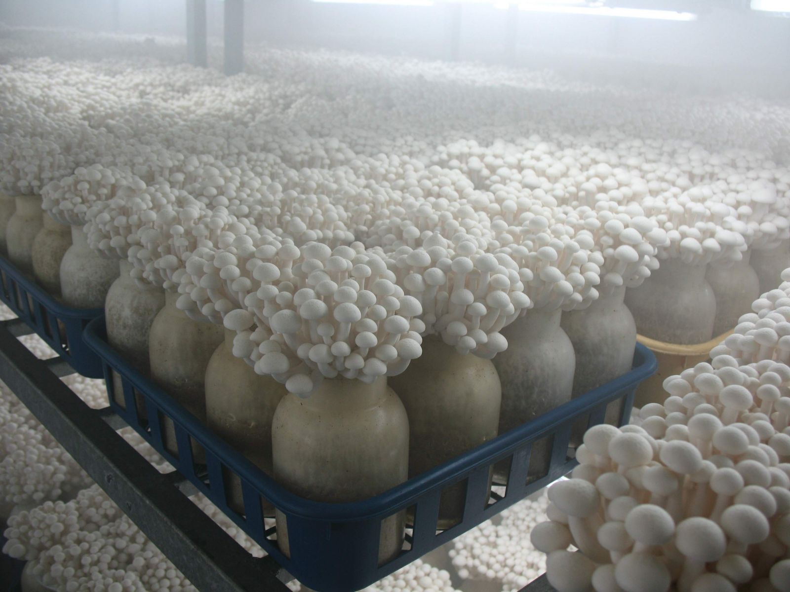 菌菇房养殖户湿度控制 工业超声波加湿器