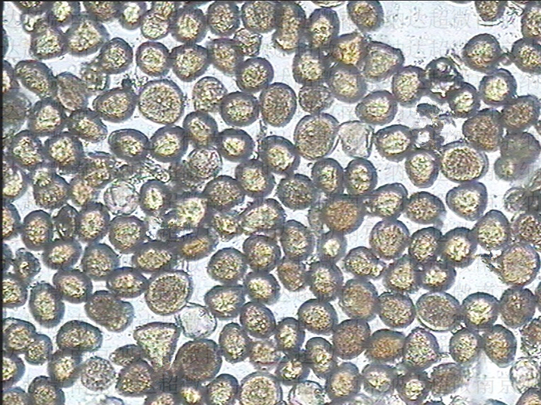 高校科技 牡丹花粉破壁机 破壁率99%