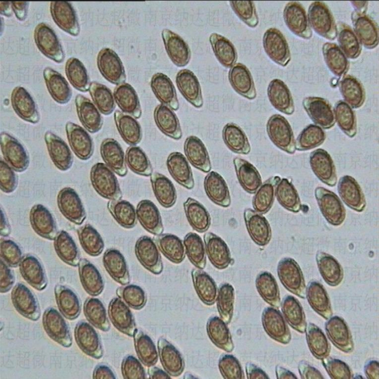 高校科技成果 灵芝粉破壁机 灵芝孢子粉破壁机 可用于净化车间 碾压式破壁机 多年行业品牌