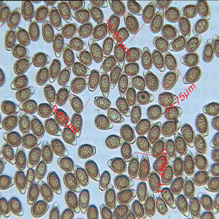 高校科技成果 灵芝粉破壁机 灵芝孢子粉破壁机 满足过氧化值 剪切式破壁机 多年行业品牌