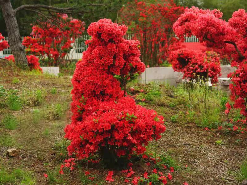 上海杜鹃花-三年保活-采购批发