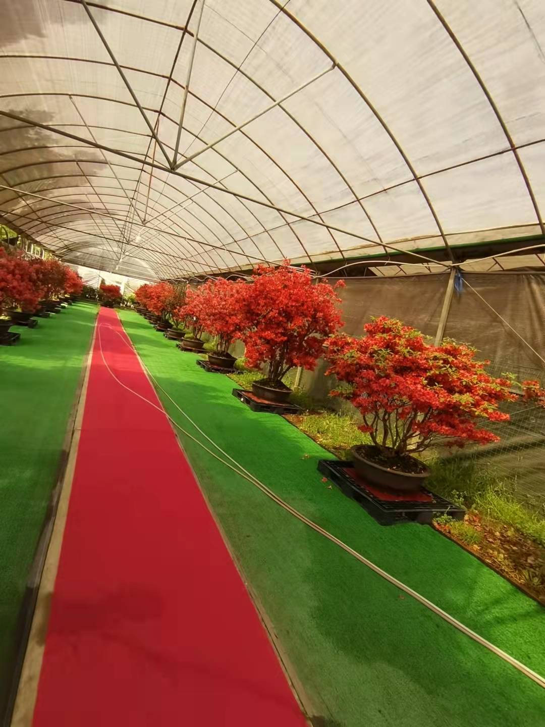 上海杜鹃花-养护基地-大量供应