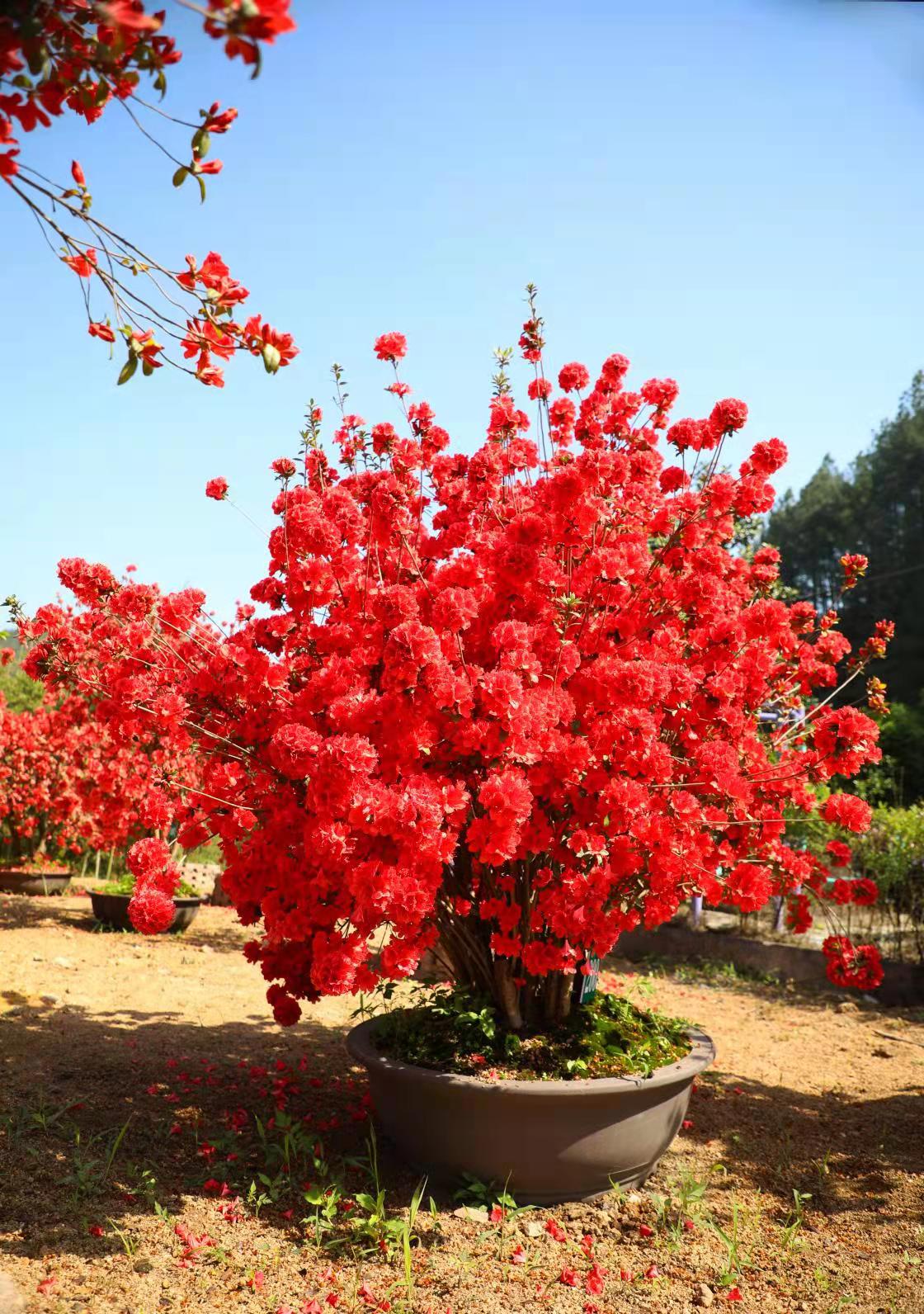 上海杜鹃三年保活大量供应