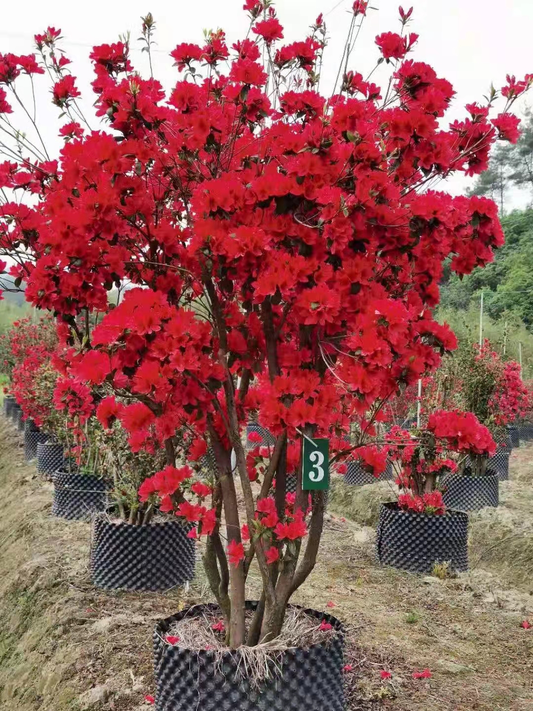 福建杜鹃花-种植基地-采购批发