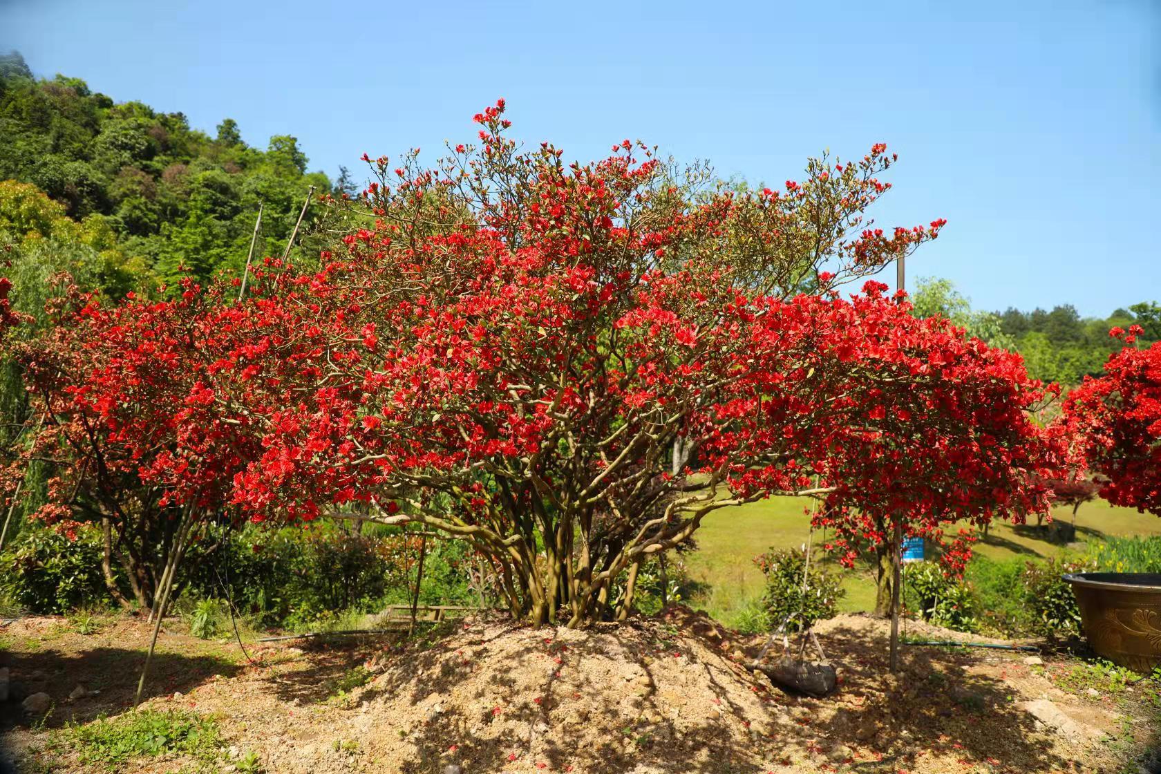 福建杜鹃花-供应公园、植物园、杜鹃园-大量供应