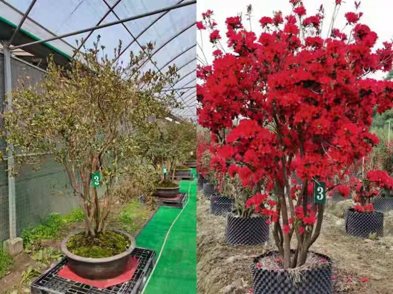 上海杜鹃花-供应公园、植物园、杜鹃园-采购批发