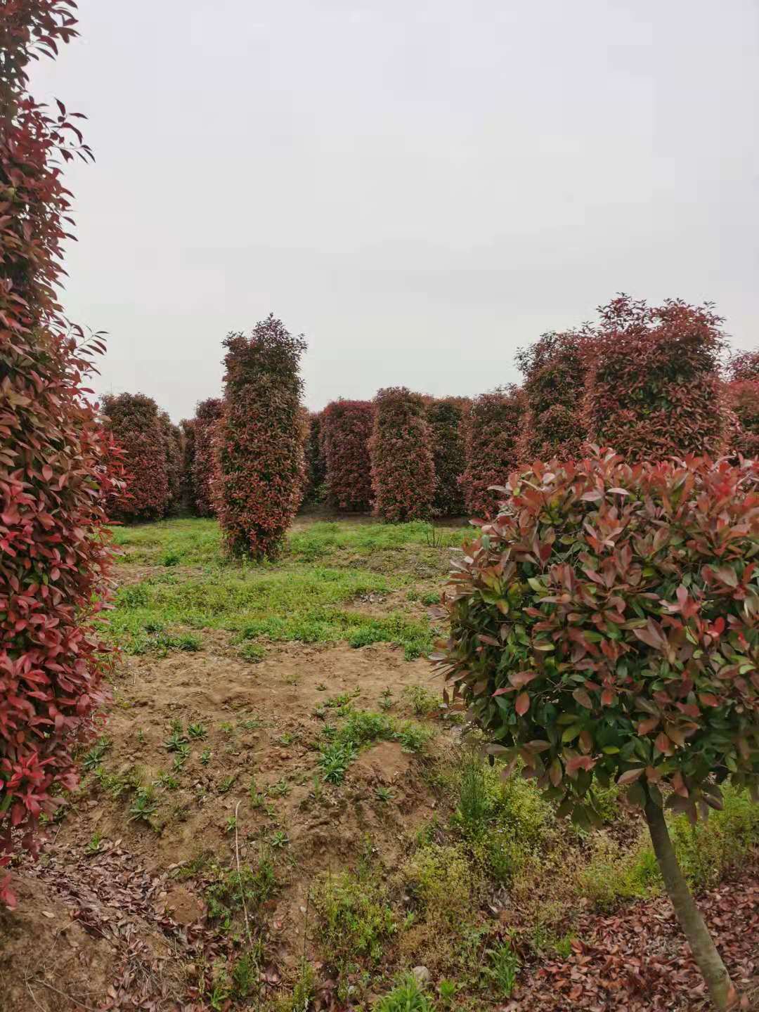 红叶石楠柱-2.5米-3米-3.5米的高度价格多少钱冠幅有多大