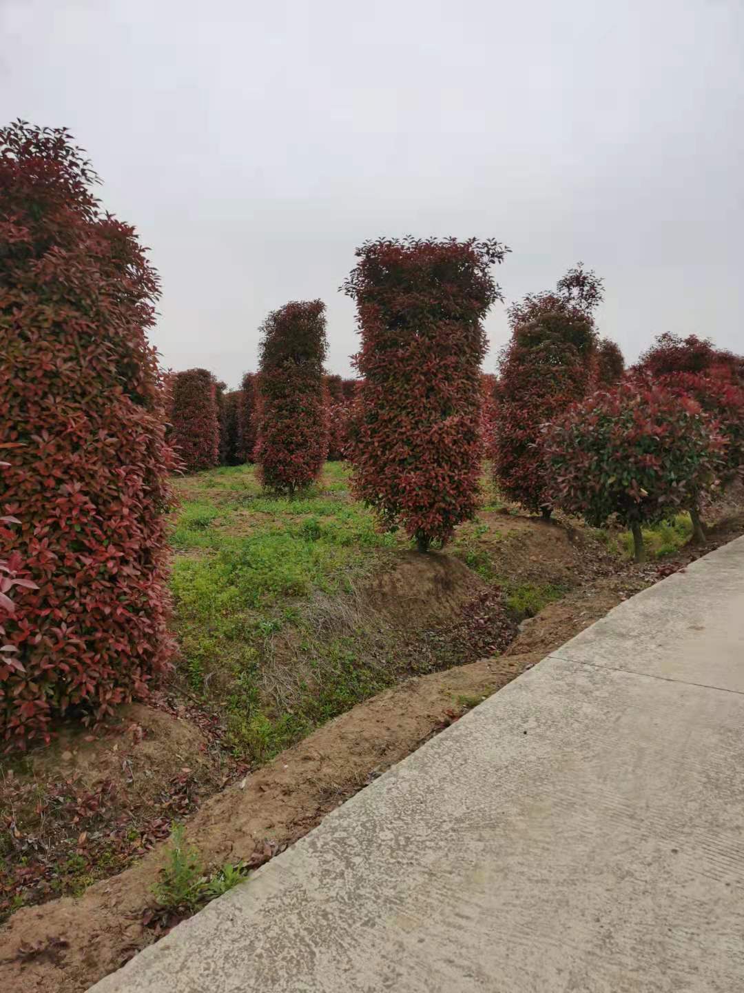 红叶石楠柱-高度2米-2.5米-3米-价格多少钱货源哪里有