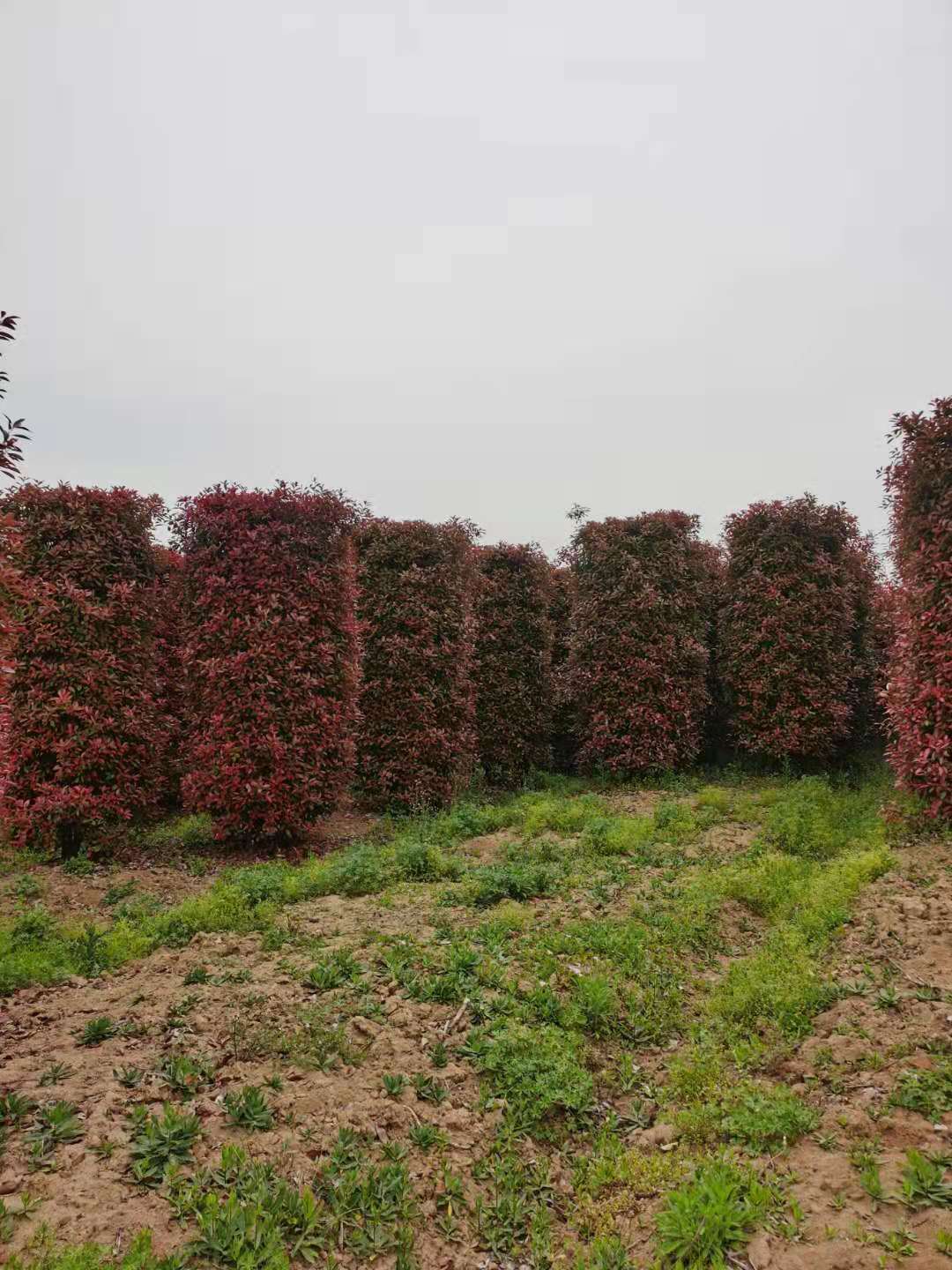 3.5,米红叶石楠柱-4米红叶石楠柱-4.5米红叶石楠柱-价格与管理项目