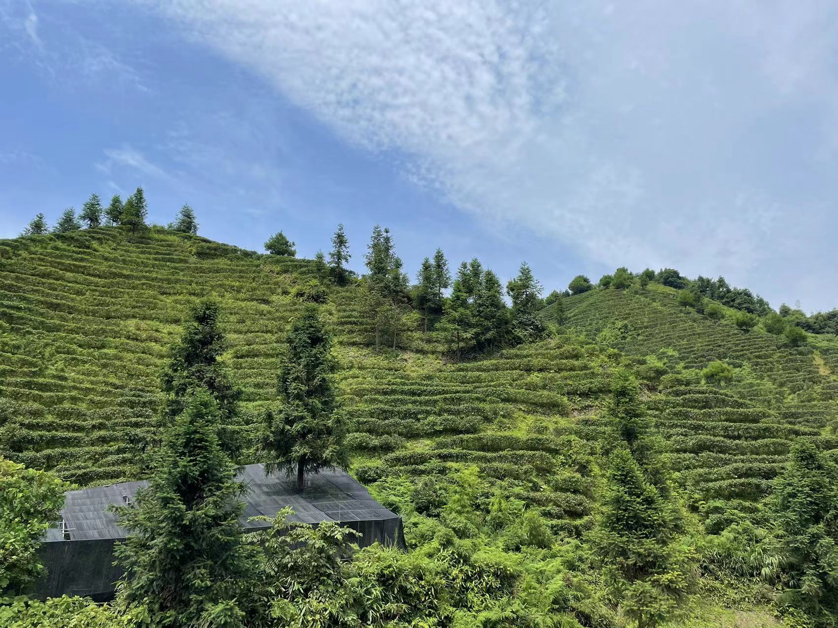 中禄松波茶色素源头工厂_茶色素速溶茶OEM_茶褐素生产厂家