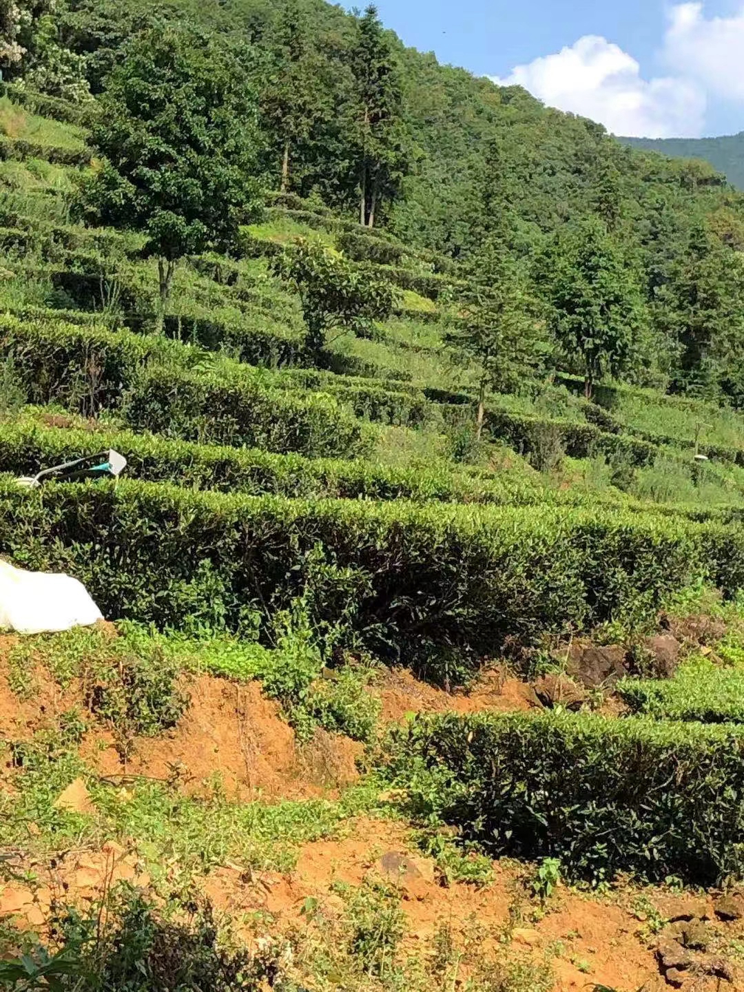 茶色素_高纯度茶色素_茶褐素_唐人生物-「中禄松波」
