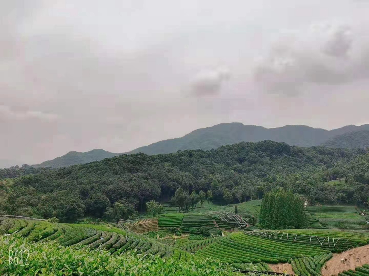 宁夏茶色素-茶中瑰宝，健康的必备品功能